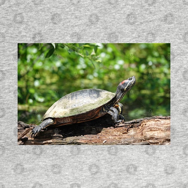 Red-eared slider (Trachemys scripta elegans) by SDym Photography